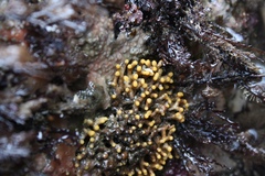 Heteropora pacifica