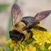 Xylocopa virginica - Photo (c) Christopher Eliot,  זכויות יוצרים חלקיות (CC BY), uploaded by Christopher Eliot