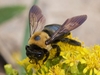 Eastern Carpenter Bee - Photo (c) Christopher Eliot, some rights reserved (CC BY), uploaded by Christopher Eliot