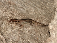 Stout Barsided Skink photo 4