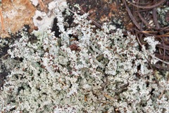 Stereocaulon paschale