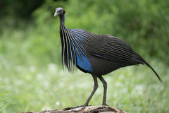 Vulturine Guineafowl photo 2