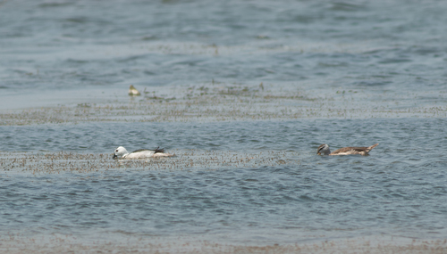 Cotton Pygmy-Goose