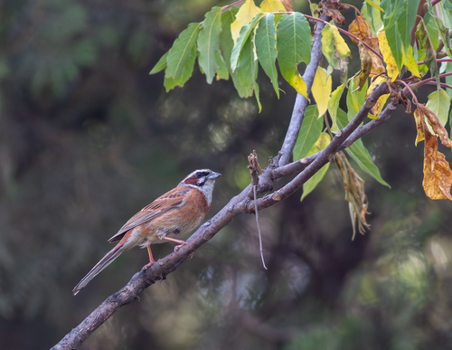 Meadow Bunting