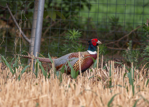 Chinese Ring-necked Pheasant