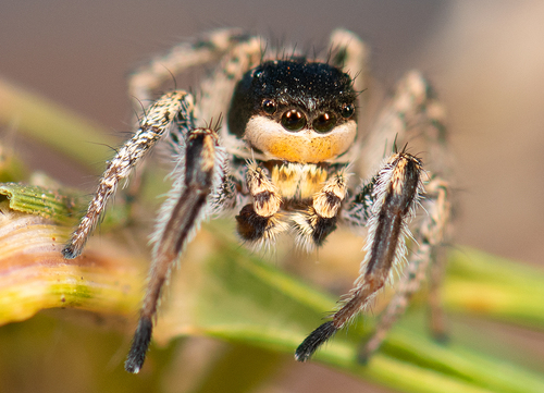 Habronattus tarsalis