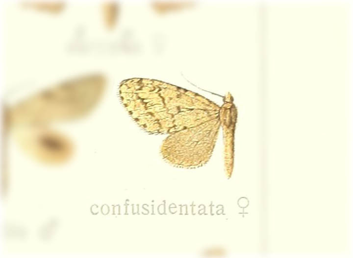 Episteira confusidentata