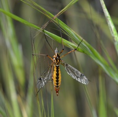 Tipula californica