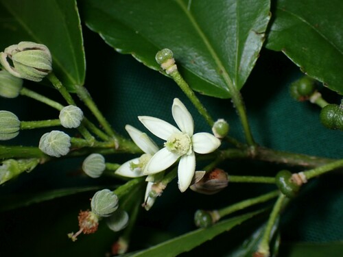 Grewia crenata observed 2023-05-08