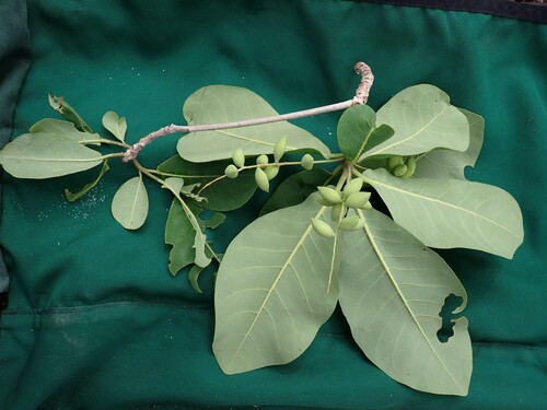 Terminalia samoensis observed 2023-05-18
