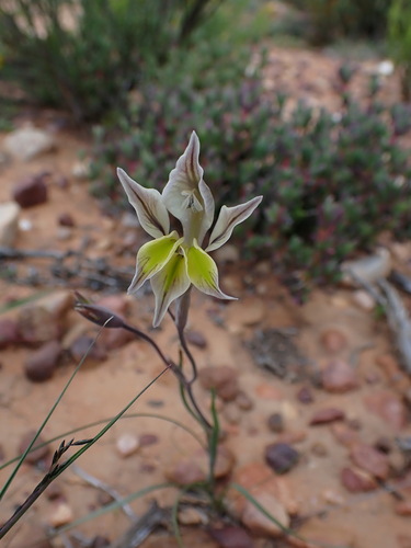 Image of Gladiolus permeabilis by (c) Ren Hoekstra, some rights reserved (CC BY)