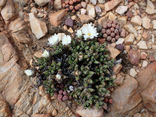 Trichodiadema mirabile, photograph 6