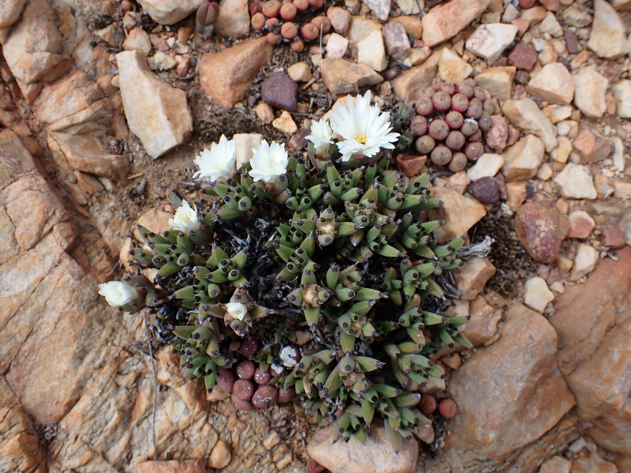 Trichodiadema mirabile (N.E.Br.) Schwantes 3