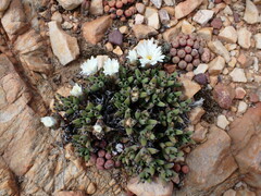 Trichodiadema mirabile, photograph (c) Ren Hoekstra, some rights reserved (CC BY)
