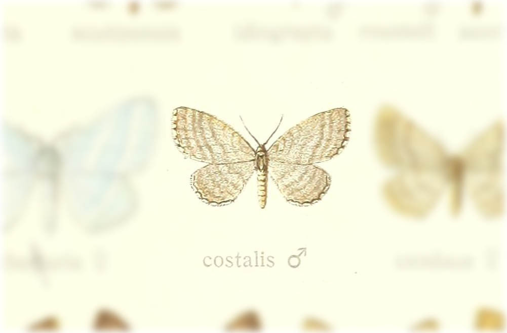 Asthenotricha costalis