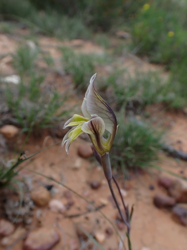 Image of Gladiolus permeabilis by (c) Ren Hoekstra, some rights reserved (CC BY)