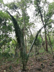 Attalea