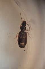 Anomotarus variegatus