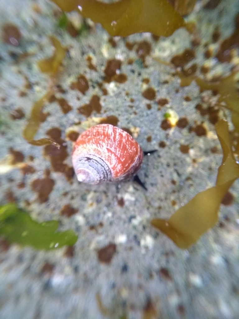 Sitka periwinkle
