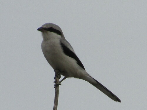 Raubwürger (Lanius excubitor)
