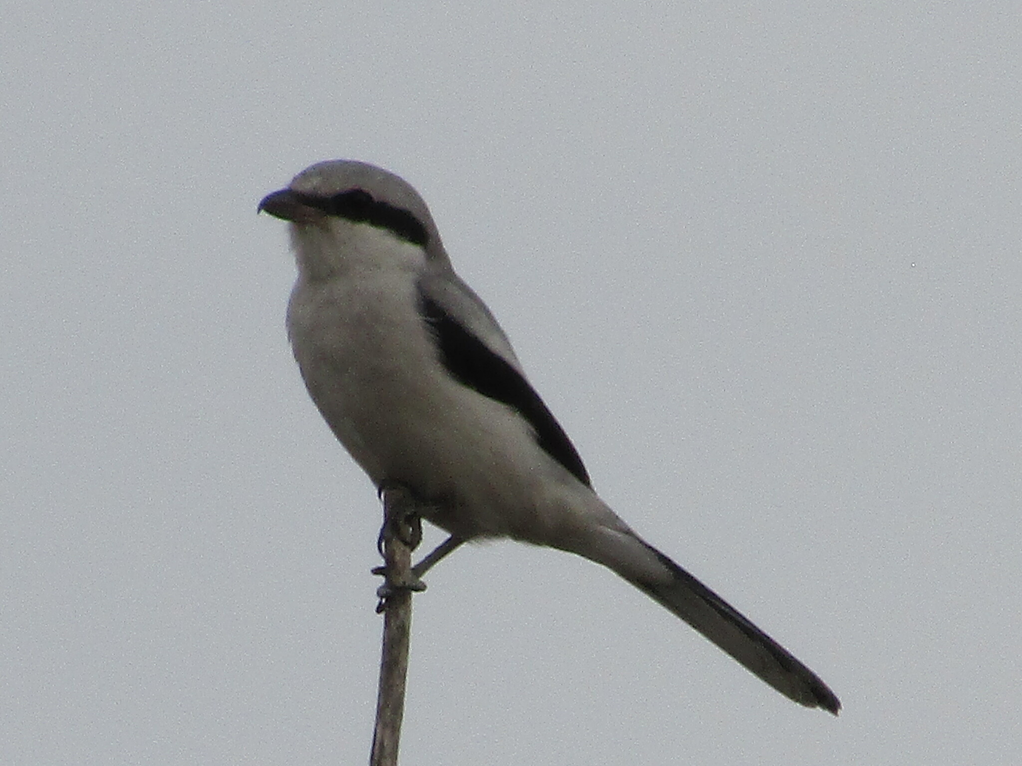 Great Grey Shrike (Lanius excubitor)