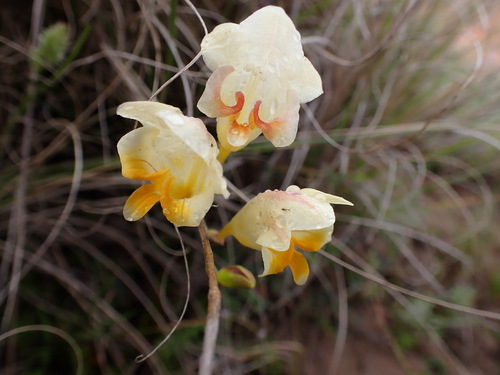 Freesia réfracté (Freesia refracta)