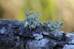 Ramalina canariensis