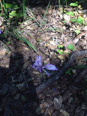 Iris douglasiana