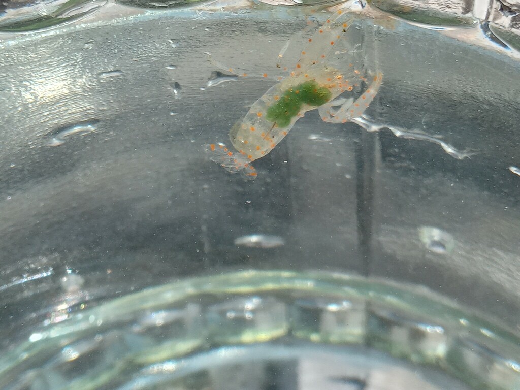 Ascidonia flavomaculata