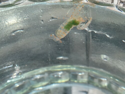 Representative image of Ascidonia flavomaculata