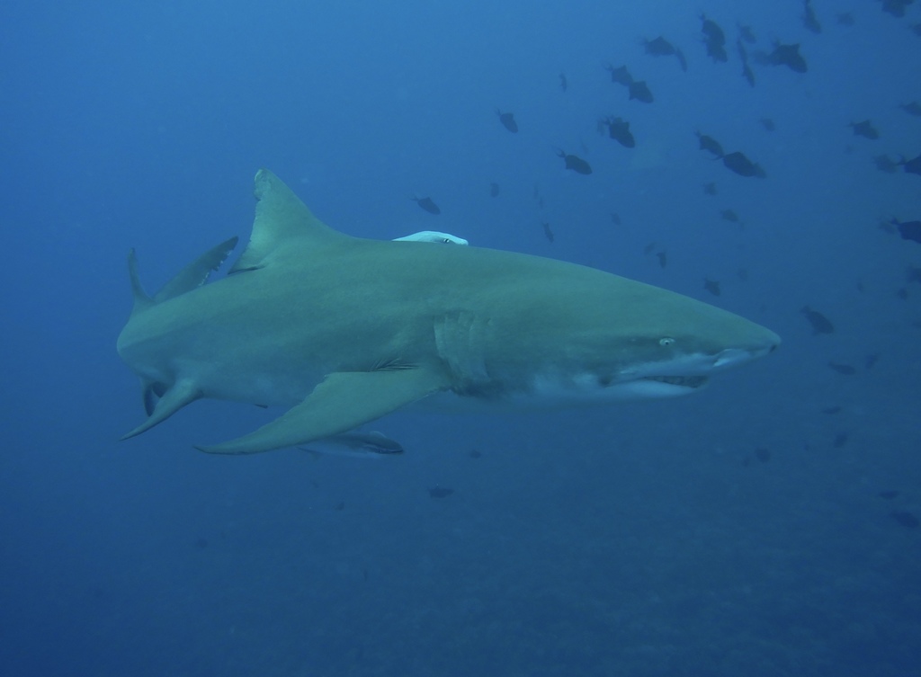 Sicklefin Lemon Shark