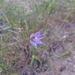 Thelymitra cyanapicata - Photo (c) Rosalie Lawrence,  זכויות יוצרים חלקיות (CC BY-NC), הועלה על ידי Rosalie Lawrence