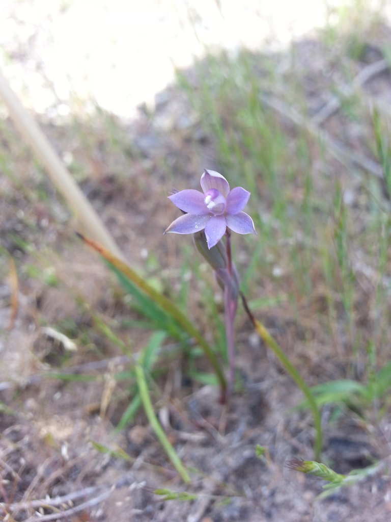 Thelymitra cyanapicata
