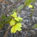 Goodenia benthamiana - Photo (c) deidreh, some rights reserved (CC BY-NC)