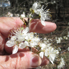 Prunus umbellata