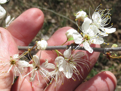 Prunus umbellata