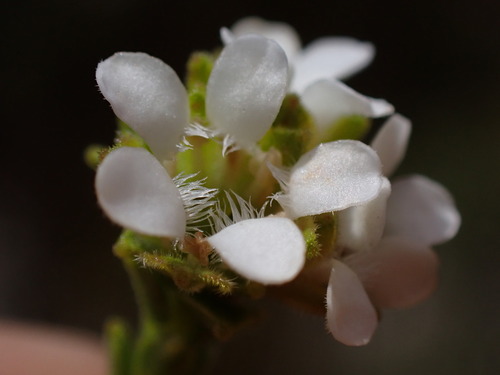 Baviaanskloof Beardbuchu (Euchaetis vallis)