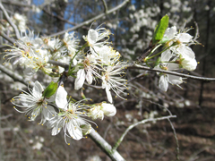 Prunus umbellata