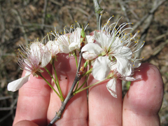 Prunus umbellata