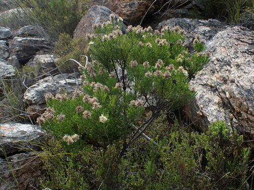 Kouga Sceptre (Paranomus esterhuyseniae)