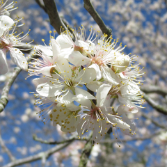 Prunus umbellata