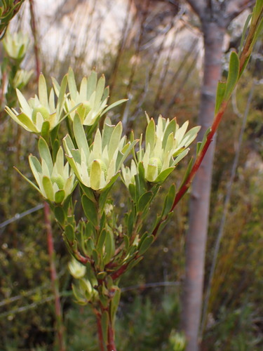 Loerie Conebush (Leucadendron loeriense)