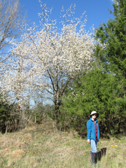 Prunus umbellata