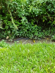 Naja sumatrana
