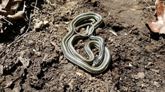Thamnophis proximus proximus