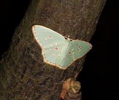 Comostola meritaria