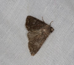 Condica illecta