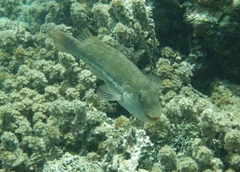 Leptoscarus vaigiensis