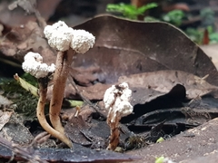 Cordyceps sinclairii
