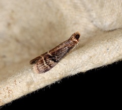 Cryptophycita